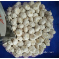 2019 Chinese Pure White Knoblauch aus Jinxiang